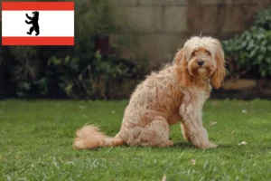 Read more about the article Cavoodle breeders and puppies in Berlin