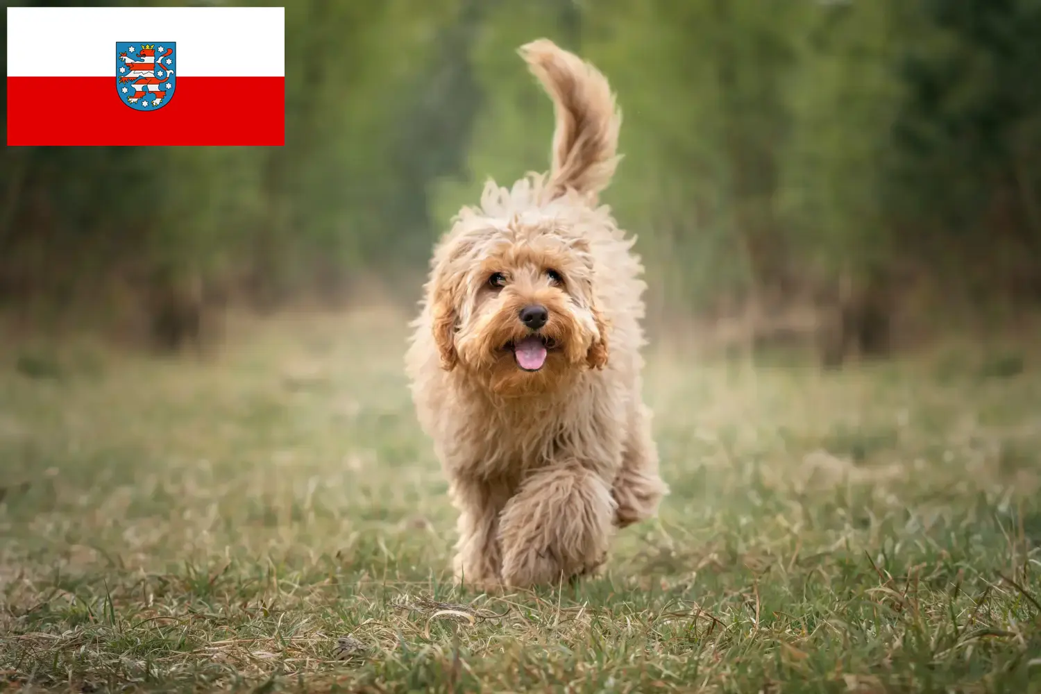 Read more about the article Cavoodle breeders and puppies in Thuringia