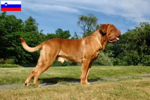 Read more about the article Dogue de Bordeaux breeders and puppies in Slovenia