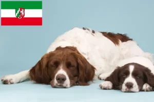 Read more about the article Drentse Patrijshond breeders and puppies in North Rhine-Westphalia