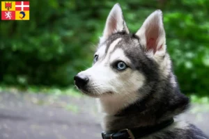 Read more about the article Alaskan Klee Kai breeders and puppies in Auvergne-Rhône-Alpes