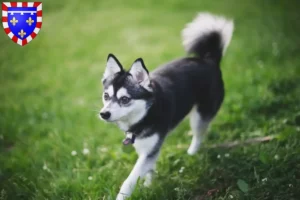 Read more about the article Alaskan Klee Kai breeders and puppies in Centre-Val de Loire