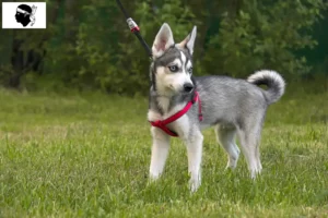 Read more about the article Alaskan Klee Kai breeders and puppies in Corsica