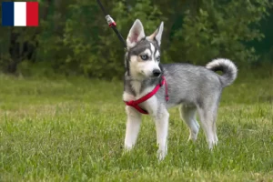 Read more about the article Alaskan Klee Kai breeders and puppies in France