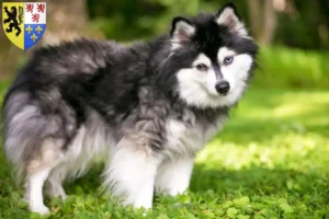 Read more about the article Alaskan Klee Kai breeder and puppies in Hauts-de-France