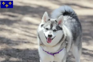 Read more about the article Alaskan Klee Kai breeder and puppies in Île-de-France