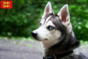 Read more about the article Alaskan Klee Kai breeder and puppies in Normandy