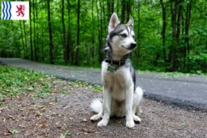 Read more about the article Alaskan Klee Kai breeder and puppies in Nouvelle-Aquitaine