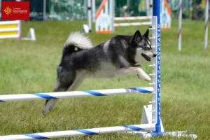 Read more about the article Alaskan Klee Kai breeders and puppies in Occitania