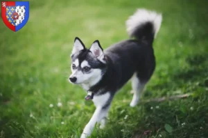 Read more about the article Alaskan Klee Kai breeders and puppies in Pays de la Loire