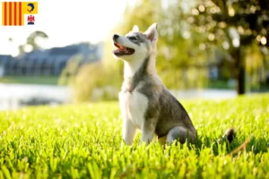 Read more about the article Alaskan Clover Kai breeders and puppies in Provence-Alpes-Côte d’Azur