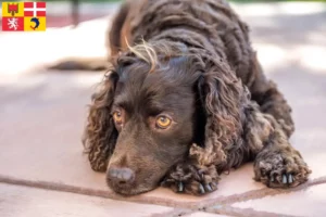 Read more about the article American Water Spaniel breeders and puppies in Auvergne-Rhône-Alpes