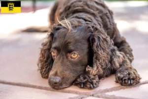 Read more about the article American Water Spaniel breeders and puppies in Baden-Württemberg