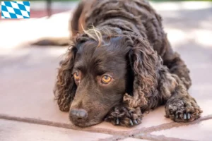 Read more about the article American Water Spaniel breeders and puppies in Bavaria