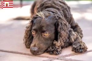 Read more about the article American Water Spaniel breeders and puppies in Bremen