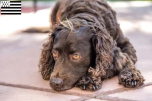 Read more about the article American Water Spaniel breeders and puppies in Brittany