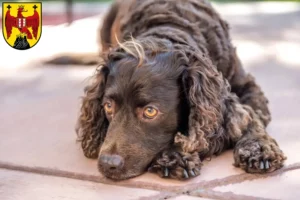 Read more about the article American Water Spaniel breeders and puppies in Burgenland