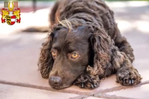 Read more about the article American Water Spaniel breeders and puppies in Carinthia