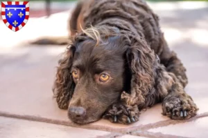 Read more about the article American Water Spaniel breeders and puppies in Centre-Val de Loire