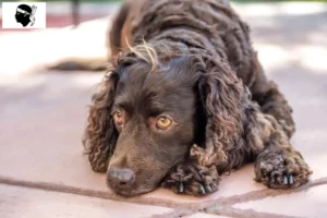 Read more about the article American Water Spaniel breeders and puppies in Corsica