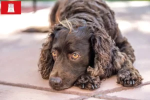 Read more about the article American Water Spaniel breeders and puppies in Hamburg