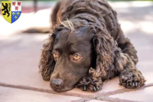 Read more about the article American Water Spaniel breeders and puppies in Hauts-de-France