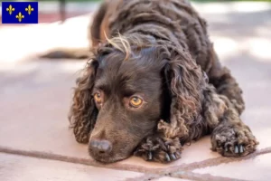 Read more about the article American Water Spaniel breeders and puppies in Île-de-France