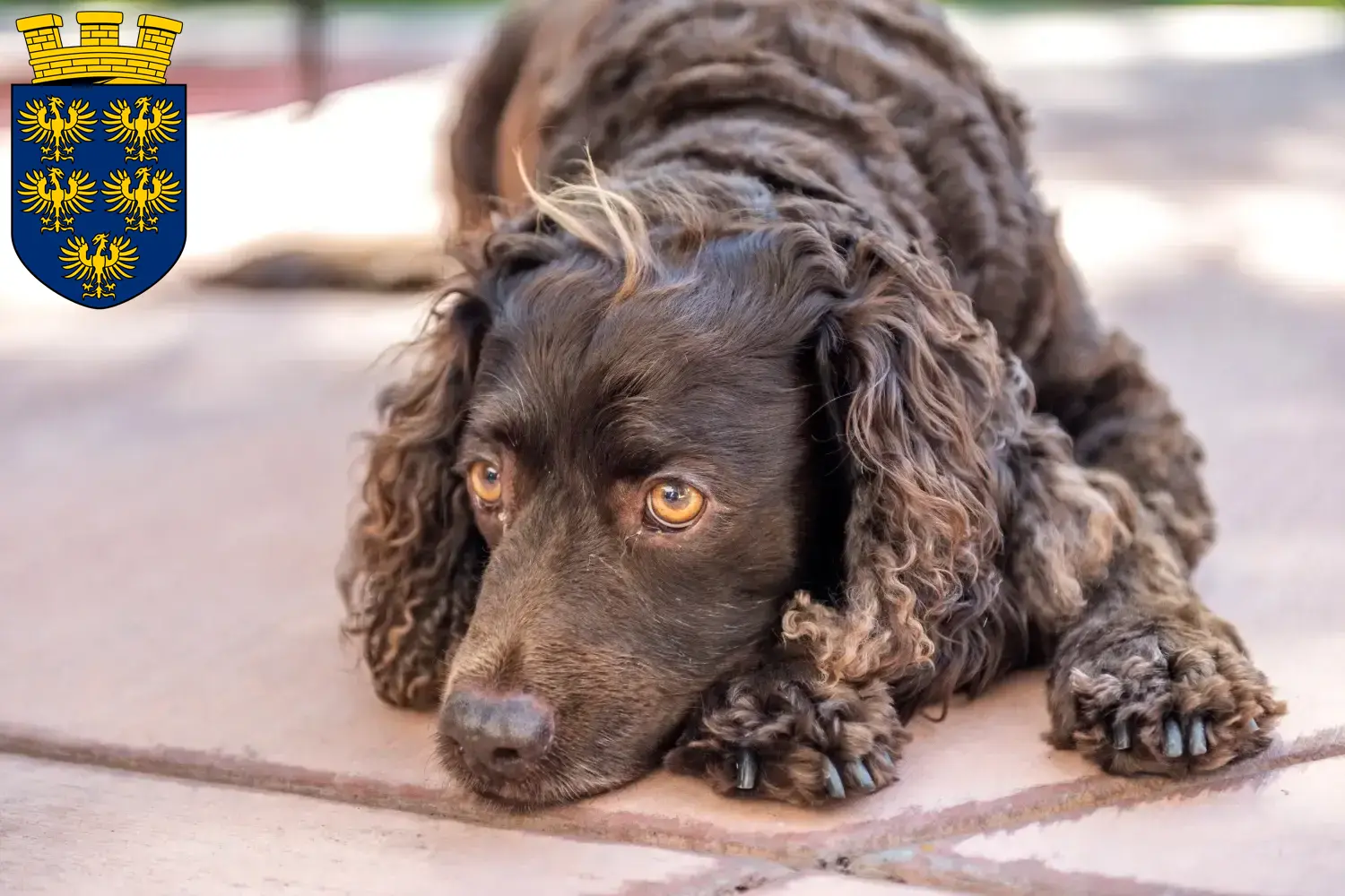 Read more about the article American Water Spaniel breeders and puppies in Lower Austria