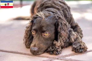 Read more about the article American Water Spaniel breeders and puppies in Mecklenburg-Vorpommern