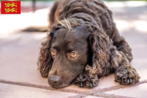 Read more about the article American Water Spaniel breeders and puppies in Normandy