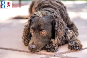 Read more about the article American Water Spaniel breeders and puppies in Nouvelle-Aquitaine