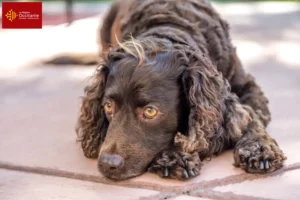 Read more about the article American Water Spaniel breeders and puppies in Occitania