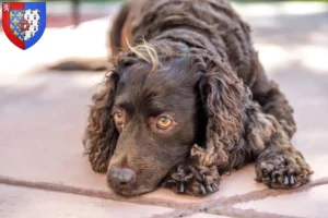 Read more about the article American Water Spaniel breeders and puppies in Pays de la Loire