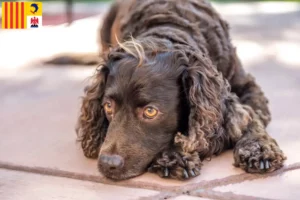 Read more about the article American Water Spaniel breeders and puppies in Provence-Alpes-Côte d’Azur