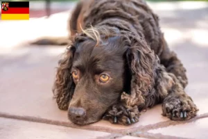 Read more about the article American Water Spaniel breeders and puppies in Rhineland-Palatinate