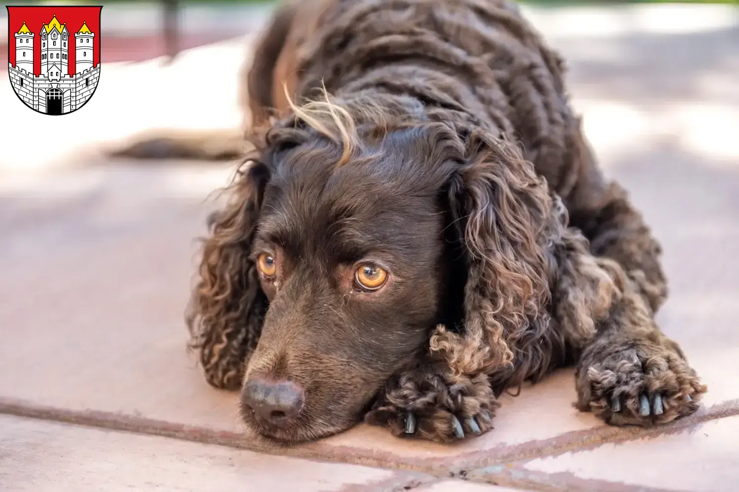 Read more about the article American Water Spaniel breeders and puppies in Salzburg