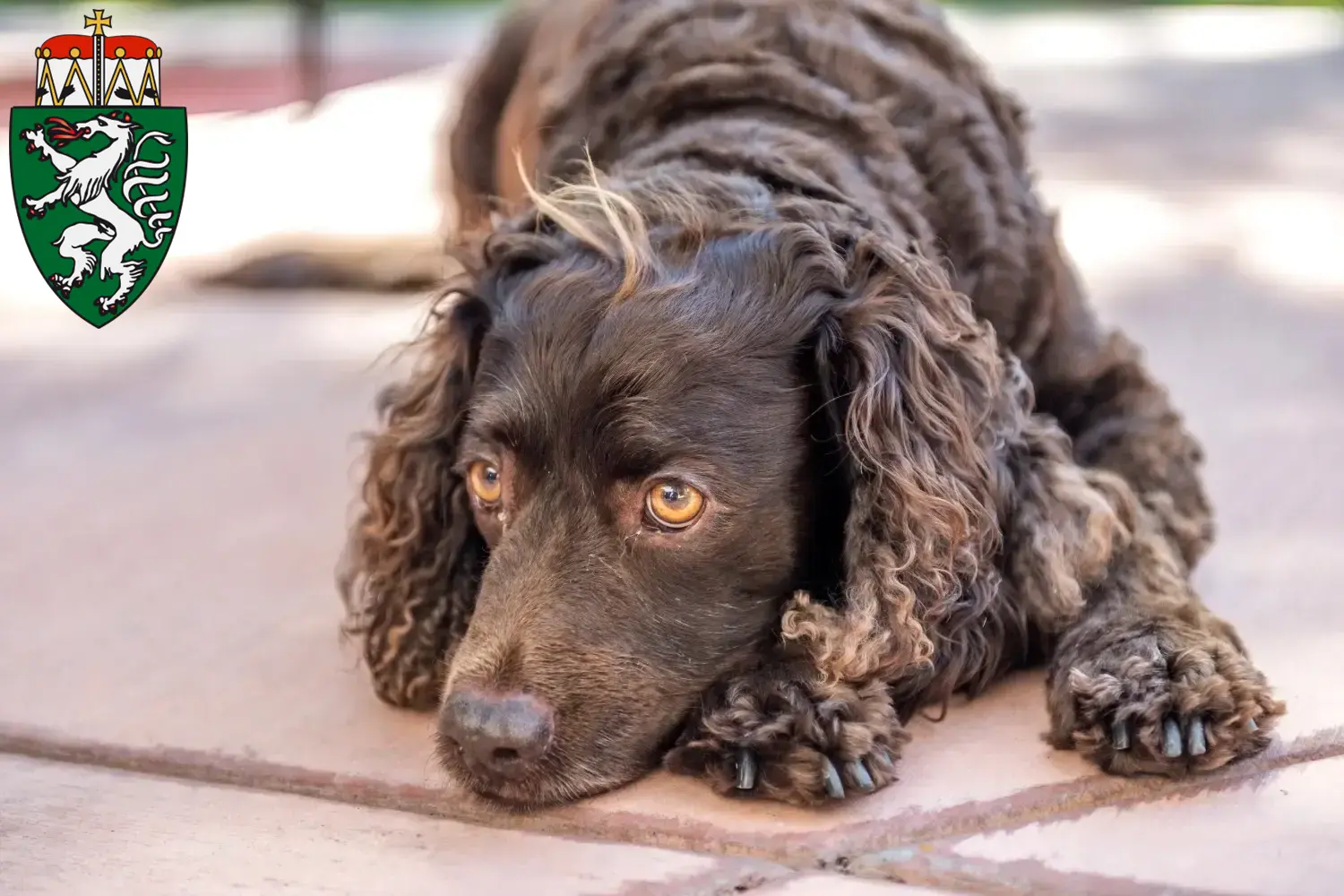 Read more about the article American Water Spaniel breeders and puppies in Styria