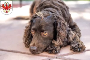 Read more about the article American Water Spaniel breeders and puppies in Tyrol