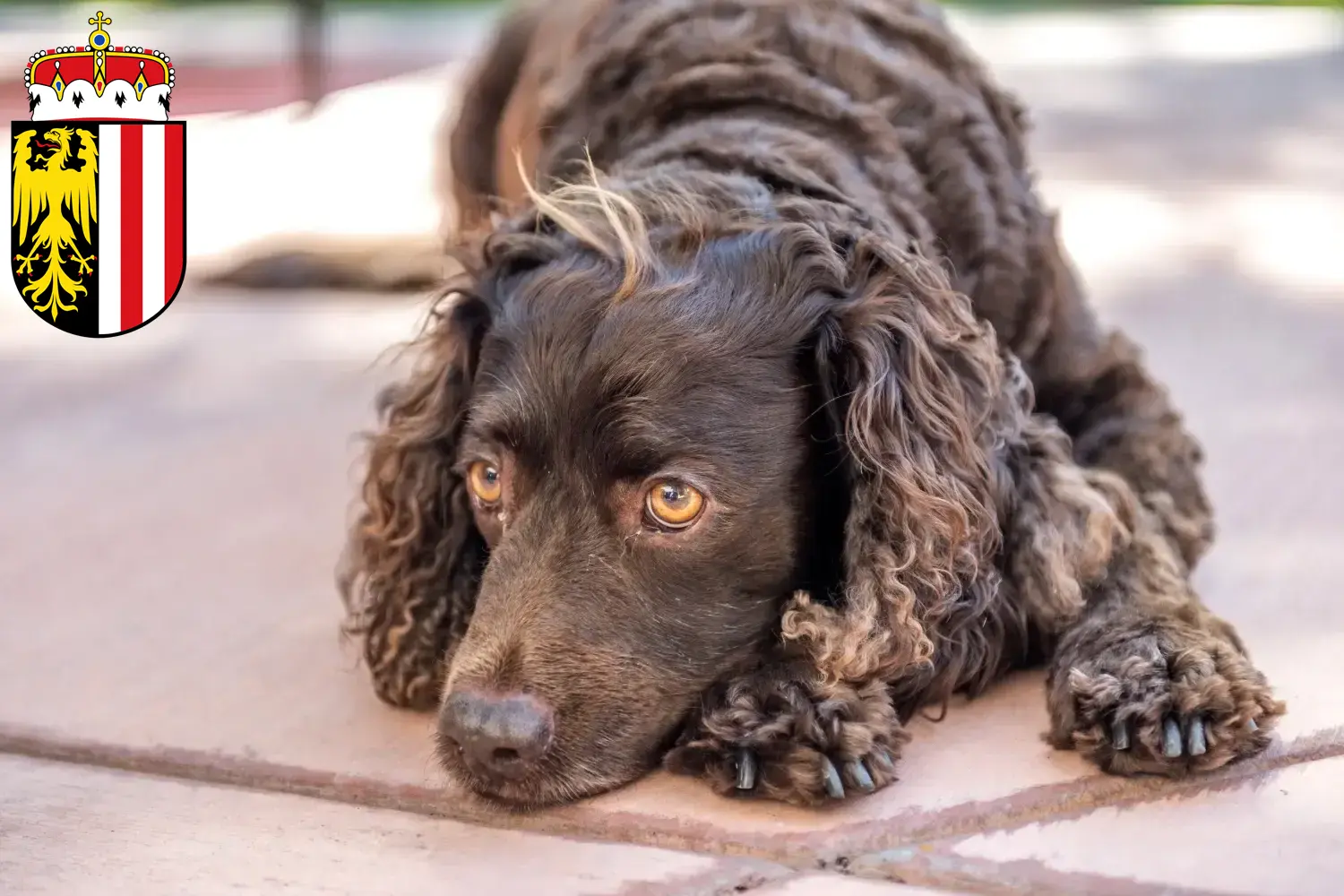 Read more about the article American Water Spaniel breeders and puppies in Upper Austria