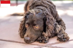 Read more about the article American Water Spaniel breeders and puppies in Vienna