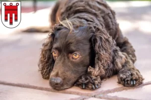 Read more about the article American Water Spaniel breeders and puppies in Vorarlberg