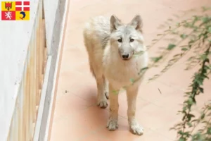 Read more about the article American Wolfhound breeders and puppies in Auvergne-Rhône-Alpes