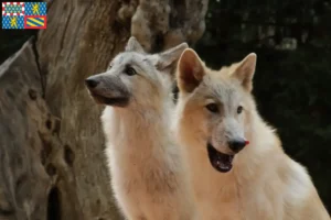 Read more about the article American Wolfhound breeders and puppies in Bourgogne-Franche-Comté