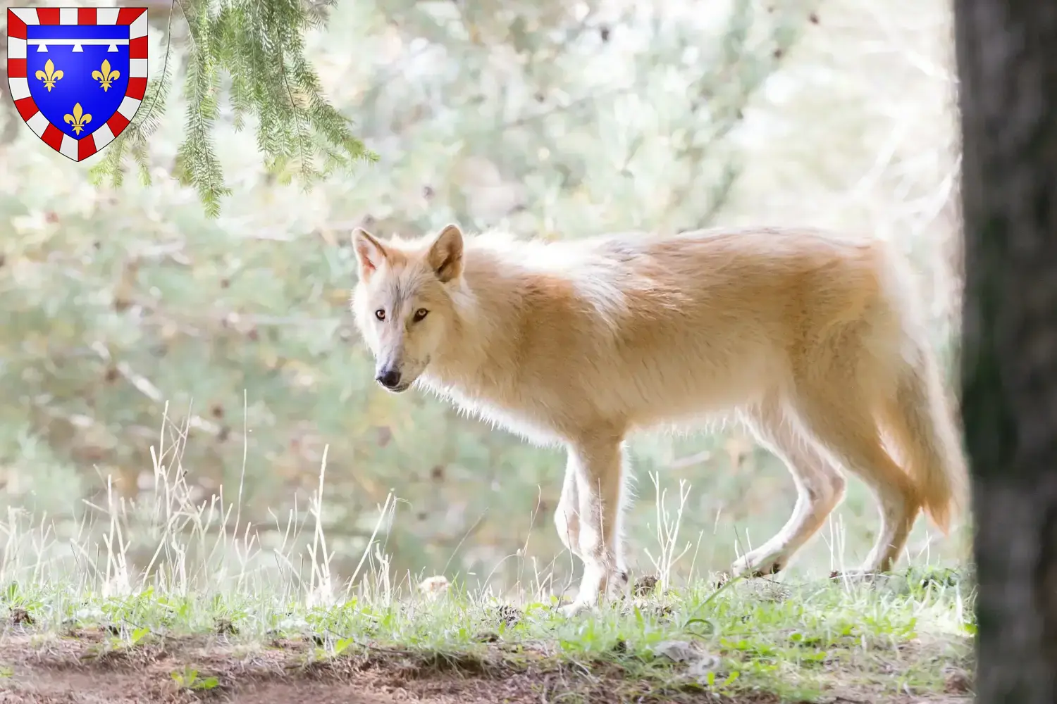 Read more about the article American Wolfhound breeder and puppies in Centre-Val de Loire