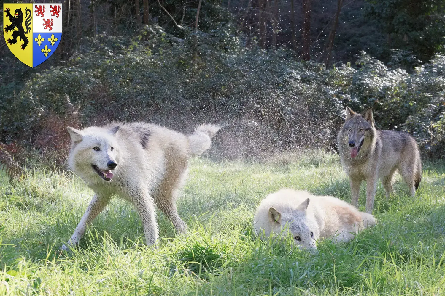 Read more about the article American Wolfhound breeder and puppies in Hauts-de-France