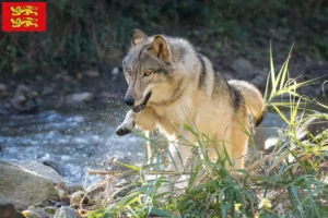 Read more about the article American Wolfhound breeders and puppies in Normandy