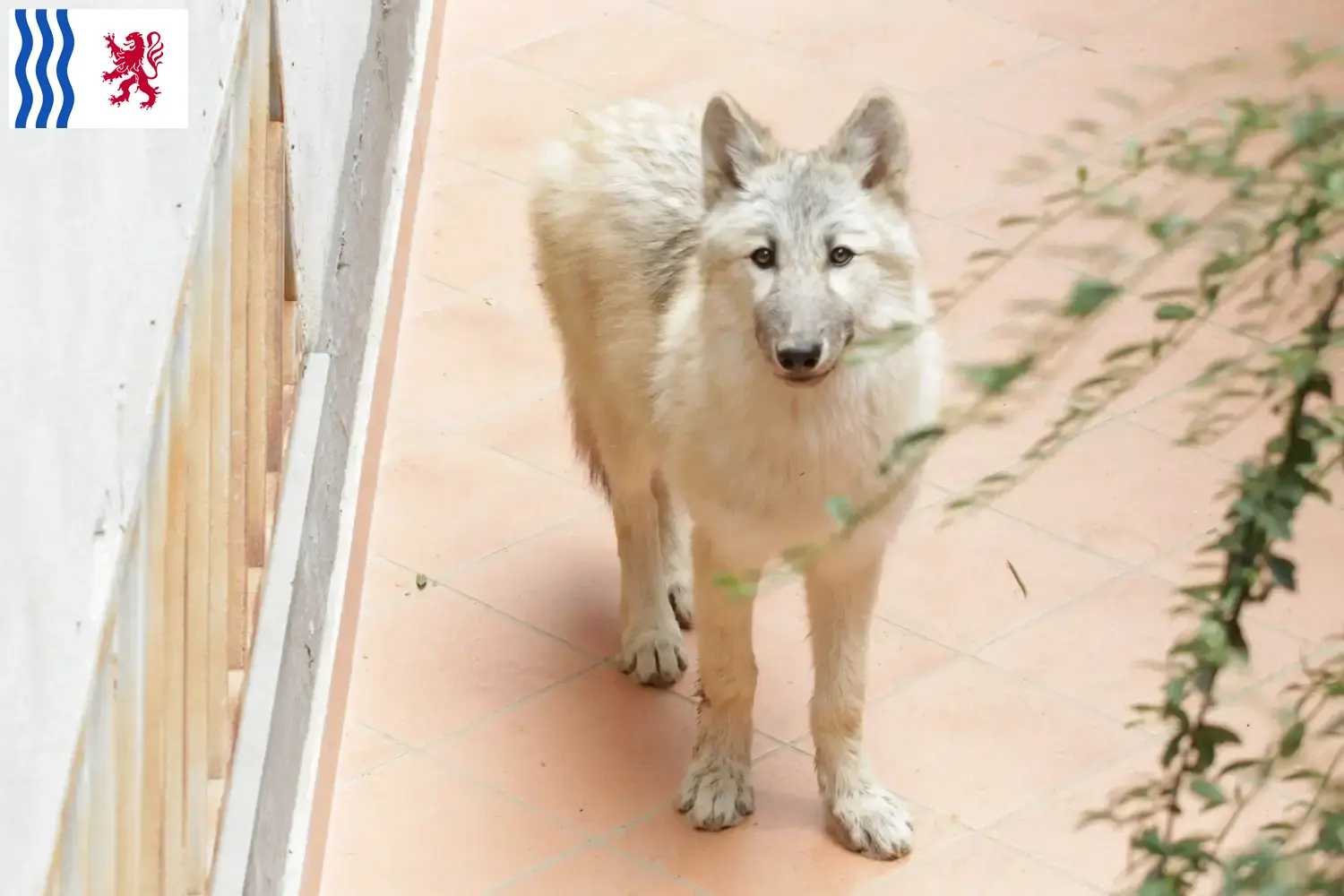 Read more about the article American Wolfhound breeders and puppies in Nouvelle-Aquitaine