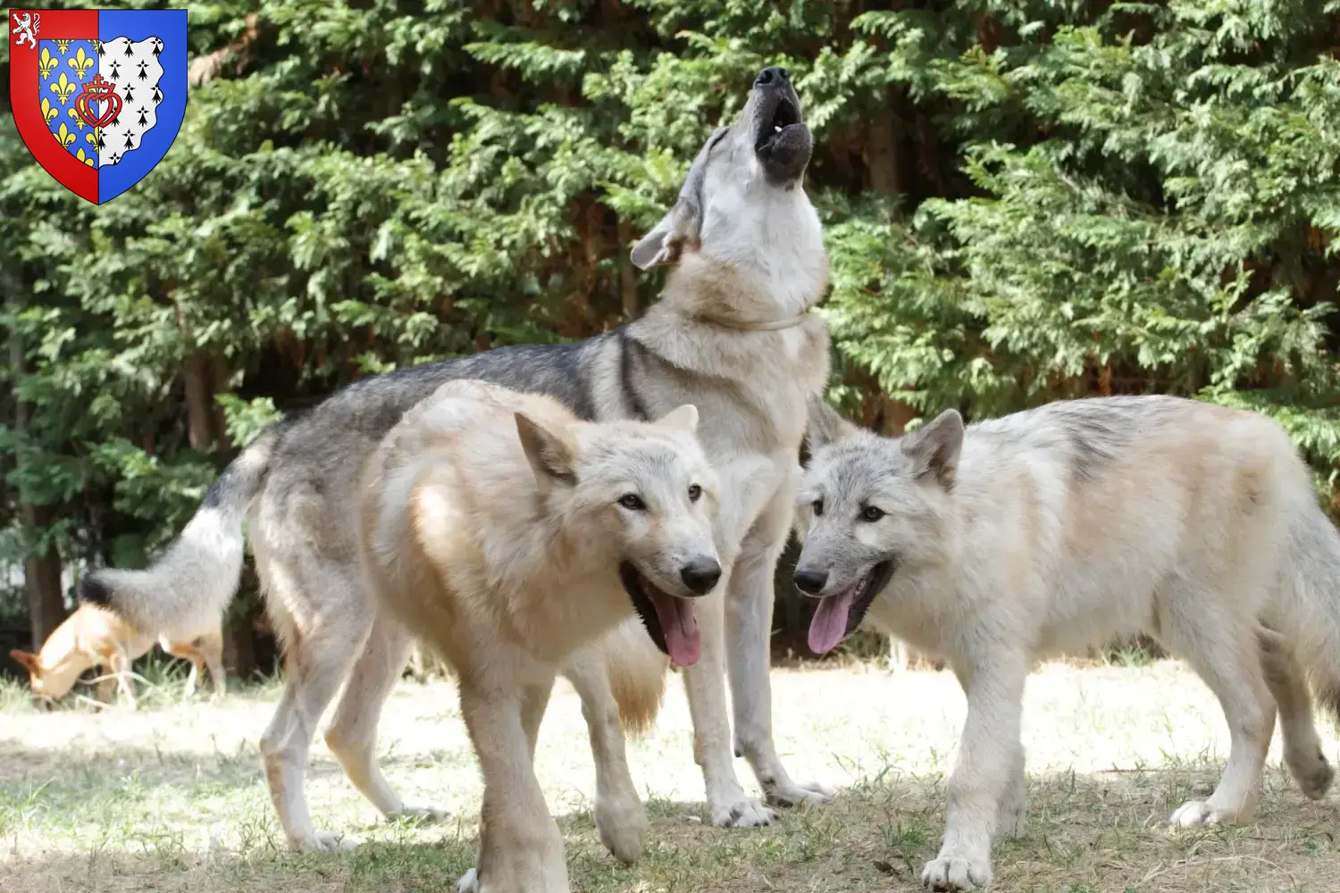 Read more about the article American Wolfhound breeders and puppies in Pays de la Loire