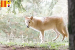 Read more about the article American Wolfhound breeders and puppies in Provence-Alpes-Côte d’Azur