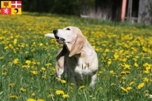 Read more about the article Basset Artésien Normand breeders and puppies in Auvergne-Rhône-Alpes